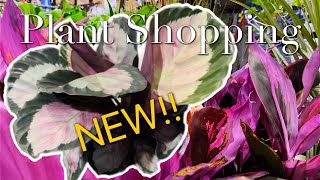Plant Shopping at Walmart and Lowes Calathea Pink Star Hurricane Fern and More