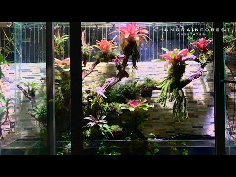 Video Set up bể bán cạn Paludarium kích thước 2.5m*2m*0.6m /... - youtube