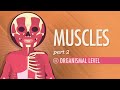 Muscles, Part 2 - Organismal Level: Crash Course A&P #22