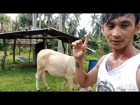 Video: Paano Mag-alaga Ng Baka