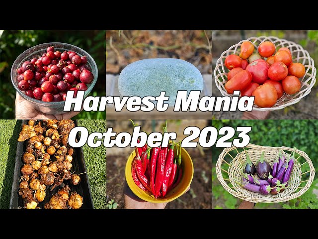 October's Bounty: Epic Vegetable Harvest u0026 Full Garden Tour! | Raised Beds u0026 Container Gardening class=