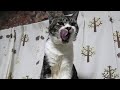 めっちゃ顔を洗う猫☆リキちゃんはとってもきれい好き☆グルーミング・毛づくろい【リキちゃんねる・猫動画】Cat video　きじしろねこのいる暮らし