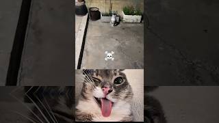 😂🤣 #funny #memes #cat #motivation #inspiration