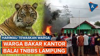 2 Orang Tewas Diterkam Harimau, Warga Bakar Kantor Balai TNBBS Lampung Barat