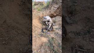 “Forest Lizard vs Snake Fight | Real Wildlife Encounter | Nature Battle 🐍🦎” #wildlife #shortsfeed