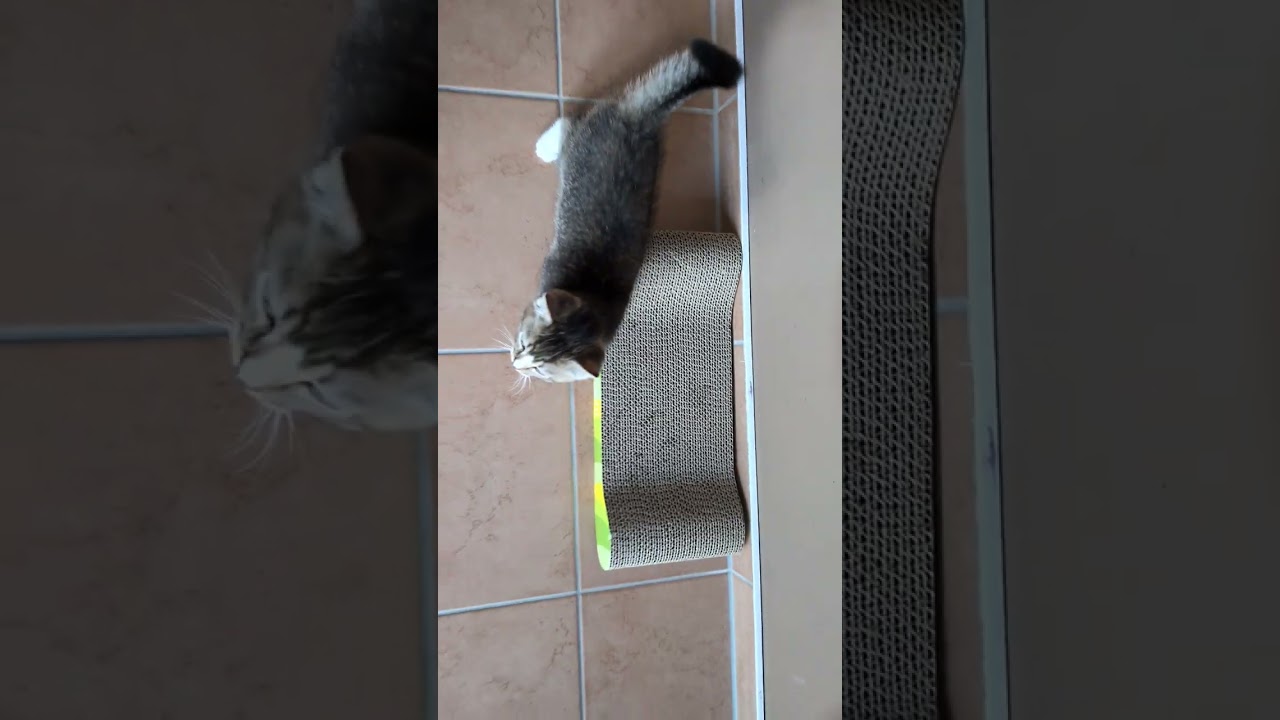 Es wird langsam wild