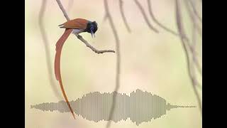 Panggilan Penangkap Lalat Surga Afrika - Kicau Burung - Suara Satwa Liar