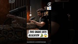 This Snake Eats Alligator!!😱 | Burmese Python Power #snake #trending #dangerousanimals