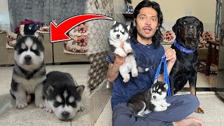 24 Hr with Husky puppies Dog can talk 278 | Rottweiler vs Husky |cheeni ke puppy | Review reloaded