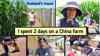 Download Lagu Husband's mausi invited us to her farmhouse | Rural Chinese food, farm, animals and crops MP3