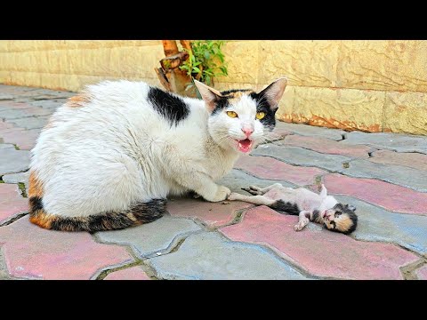 A crying mother cat brought her dying kitten to a man. Just unbelieveble!