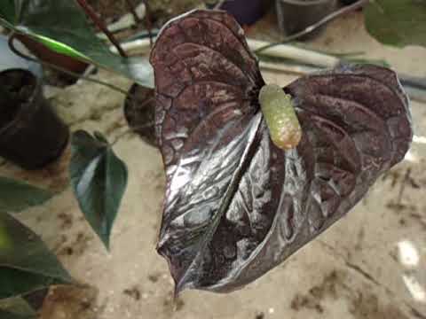Video: Anthurium Negro (37 Fotos): Variedades De Cultivo 