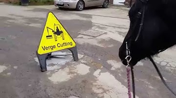 Clicker training a horse to target