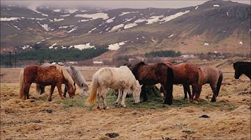 ❤🍀💚André Rieu - You Raise me Up❤🍀💚   Peace & Love