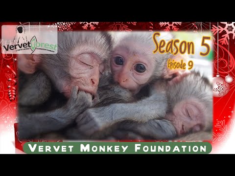 Download Baby orphan monkey 10 arrives at the sanctuary, bushbabies move home, orphans meet Skunkey troop