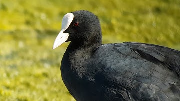 Digiscoping Nature  August 2022  4 k