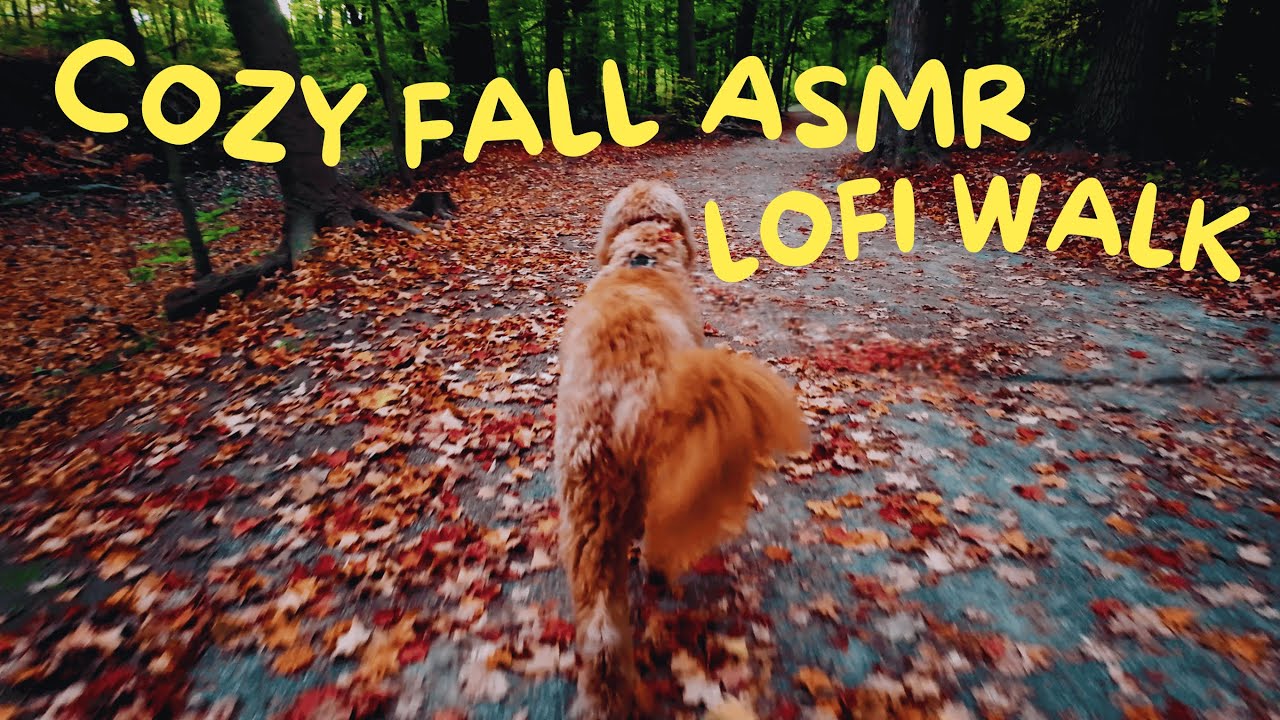 Cozy Fall Lofi Walk with My Dog 🍂 | Relaxing ASMR Autumn Vibes