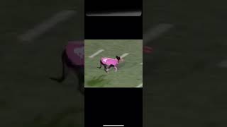 Dog sets frisbee record for longest catch (109 yards)