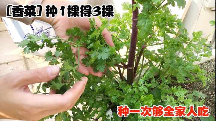 【香菜種植的秘招】種香菜的好方法，結果令人大吃一驚|一棵產量比3棵還高|Secret trick of planting coriander|省力省地，太實用了！ - 天天要聞