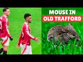 Manchester United Fans Reaction To Mouse At Old Trafford