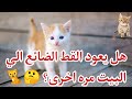 هل يعود القط الضائع الي البيت مره اخرى 
