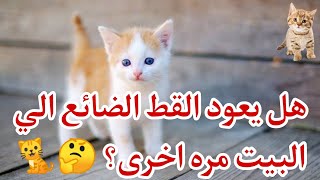 هل يعود القط الضائع الي البيت مره اخرى؟ ??