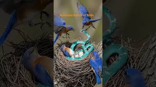 “Birds vs Snake: Unity of Birds Saving Their Chicks | Emotional Wildlife Scene#nature#beautifulbird