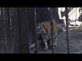 Амурский(Уссурийский) тигр. Новосибирский зоопарк.Amur (Ussuri) tiger. Novosibirsk Zoo.