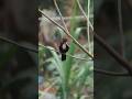 36x zoom bird capture 🐦 #mobilephotography #photography #shortvideo #viralshort #shorts