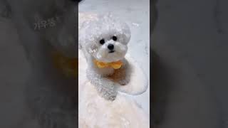 Bichon frise cute dog funny video #shorts