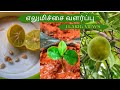     how to grow lemon planttree from seed in tamil