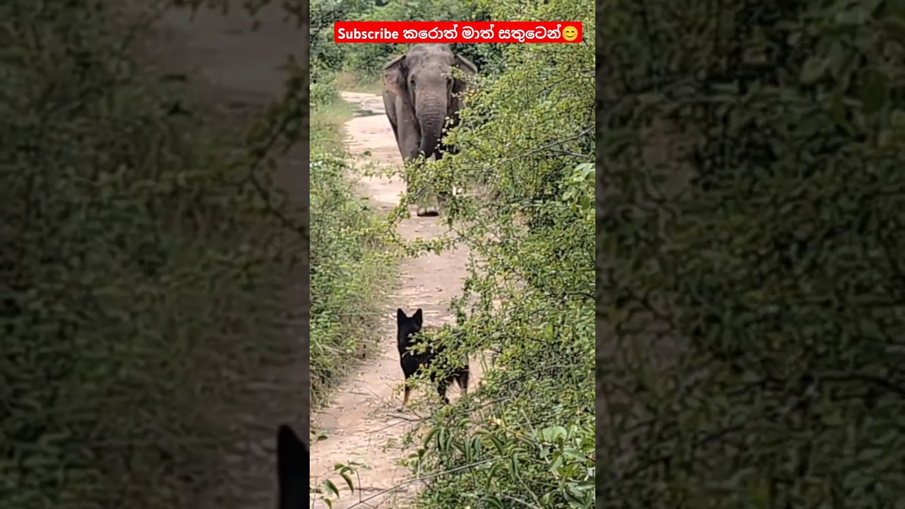 OMG..!😲 Elephant attack a dog 