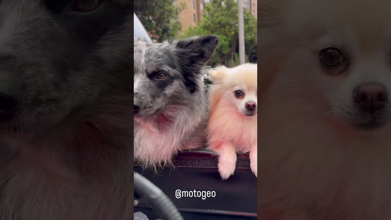 Moto-Dogs! Ride and Walk! 🐶 #dog