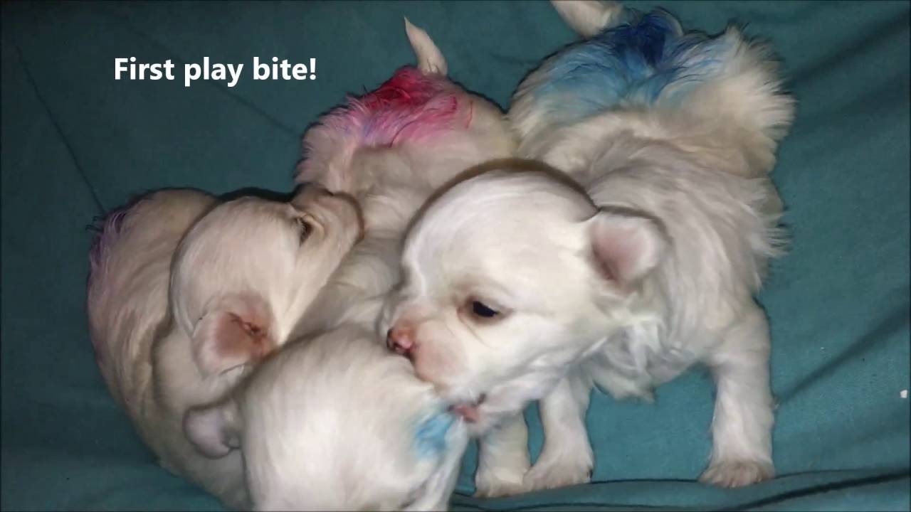 3 week old maltese puppies