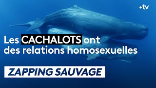 Les cachalots ont des relations homosexuelles  ZAPPING SAUVAGE