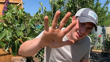 5 Top Tips When Choosing Your Allotment