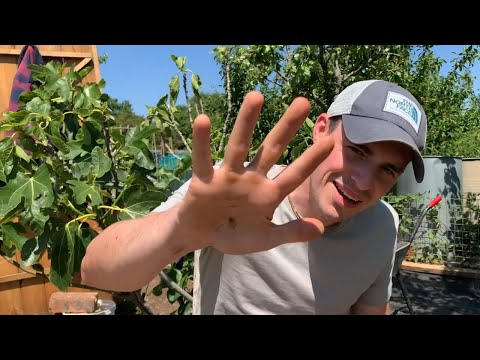 5 Top Tips When Choosing Your Allotment