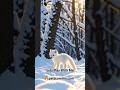 #WolfPup #SnowPlay #YouTubeShorts #CuteWildlife #ViralVideo #PetsCareInn #cuteanimals