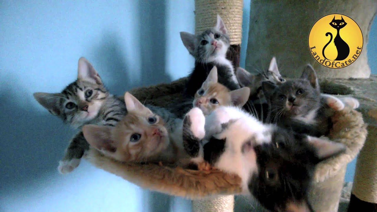 funny kittens and cats Are You With Me? Too Cute!