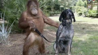Смешные картинки с животными! - Fun photo animals Смешные картинки с животными! - Fun photo animals