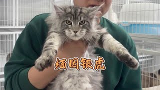 3个月的缅因银虎猫这是当种公的好苗子啊