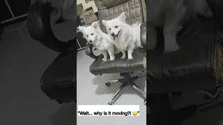 These Pomeranians Got Scared of a Haunted Spinning Chair 😱🐶