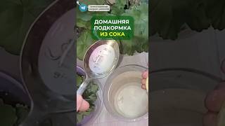 Домашняя подкормка из сока #цветы #растения #огородники #подкормка #удобрение #сок #дом #даче