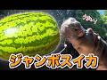 カバ🦛に超巨大スイカをあげてみたら豪快すぎた！園内の動物たちも大喜び🍉【ジャンボスイカ】