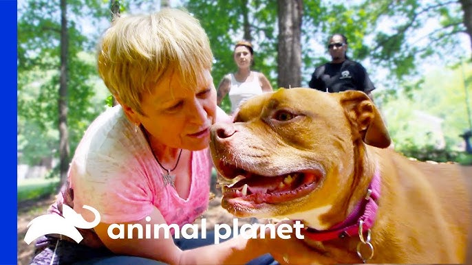 Pit Bulls and Parolees' Expands Its Rescue Efforts in Season 7 (VIDEO)