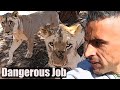 Most Dangerous Job In The World: Working With Animals In Africa, Cleaning Lions Cages - Crazy Day!