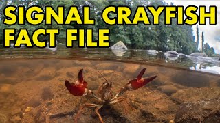 Signal Crayfish: Fact File (British Wildlife Facts)