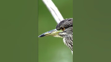 Thumbnail of Black crowned Night Heron🩶🖤🩶🖤🩶🖤🩶🖤🩶🖤🩶