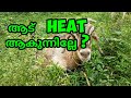 Heat ആകാൻ താമസം? | മതി വൈകുന്നതിനു കാരണം | ആട് വളർത്തൽ മലയാളം | Santhini