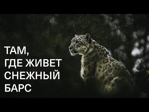 Там, где живет снежный барс